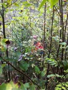 terrain measuring in dense vegetation and wormwood